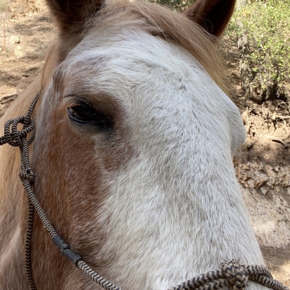 Meet your Posher, Jaklynn - Picture 1 of 1